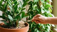 Cum să adaugi îngrășământ în ghiveci fără a „arde” rădăcinile: 3 pași și o doză sigură.